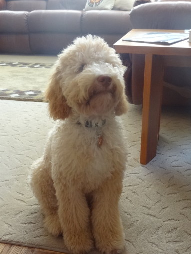 5 months old