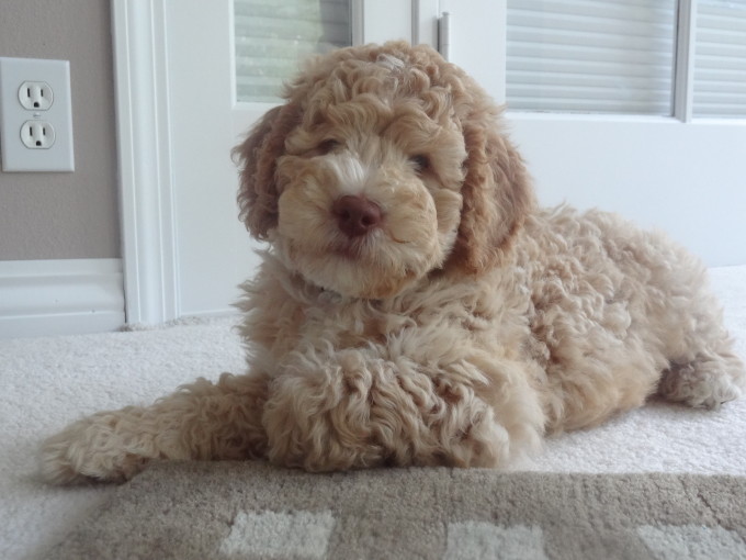 Mauro at 9 weeks