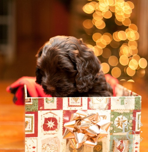 Christmas Labradoodle Puppies
