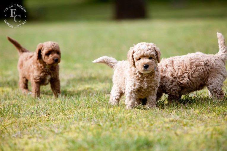 Curly Labradoodle Puppies