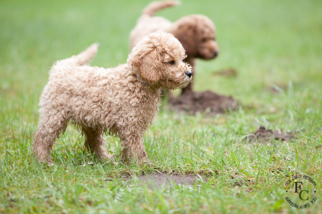 Apricot, Red, Labradoodle