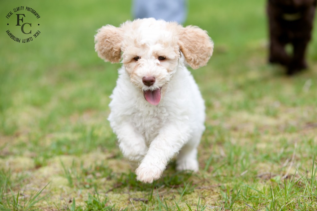 White, Parti, Australian Labradoodle