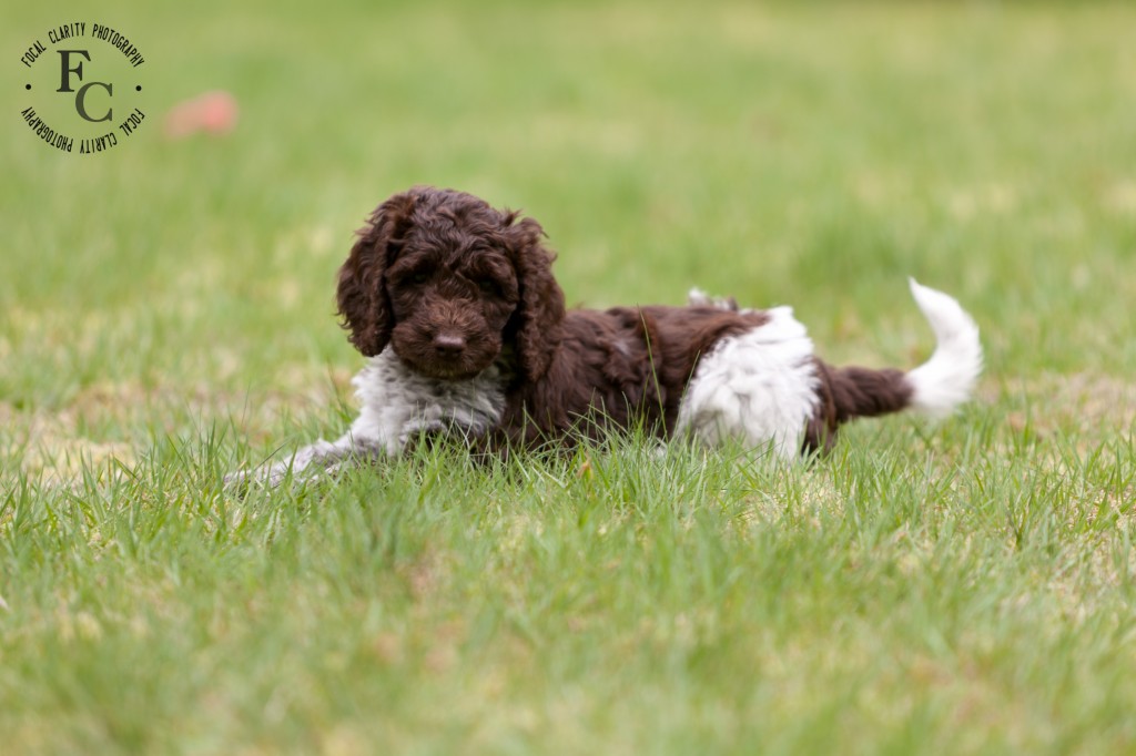 Chocolate, Parti, Labradoodle