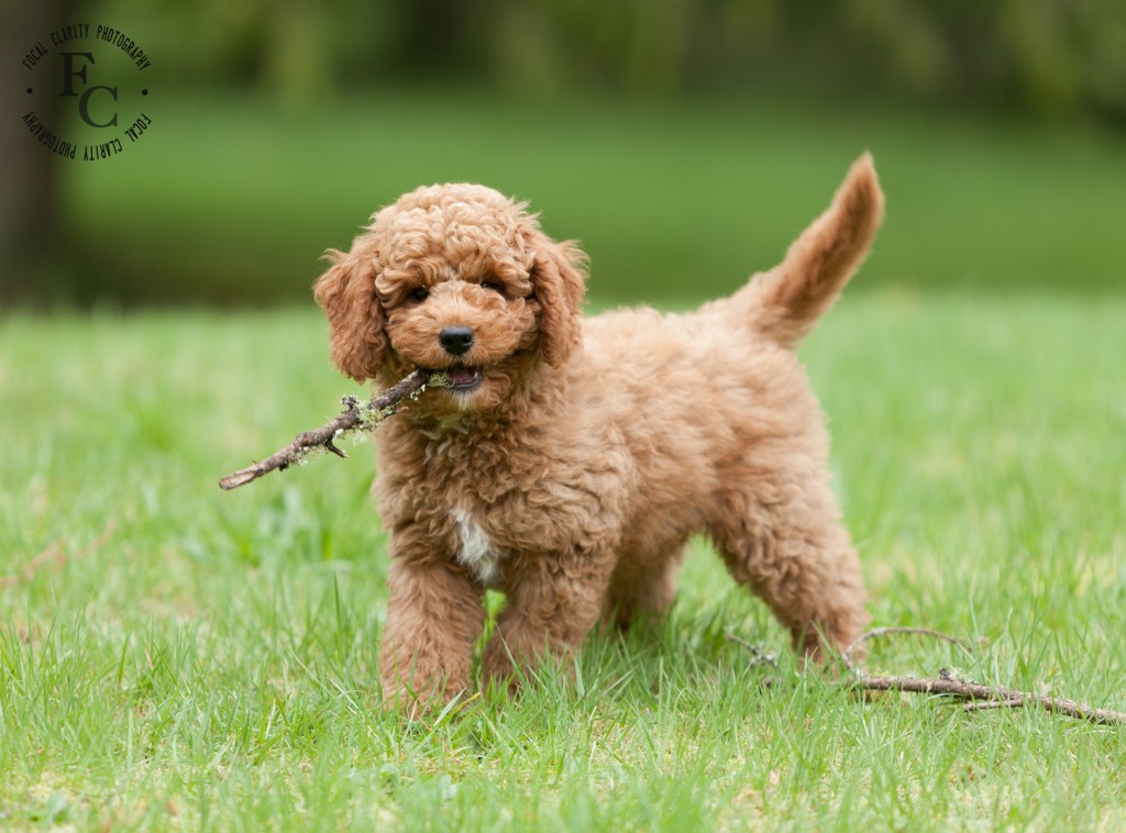 Red, Australian Labradoodle, Curly