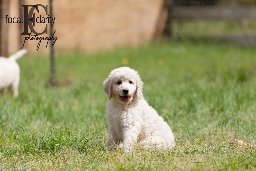 white, curly labradoodle girl