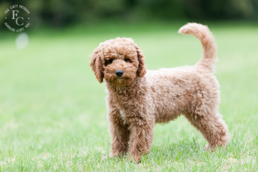 portland_puppy_photographer.photo-41