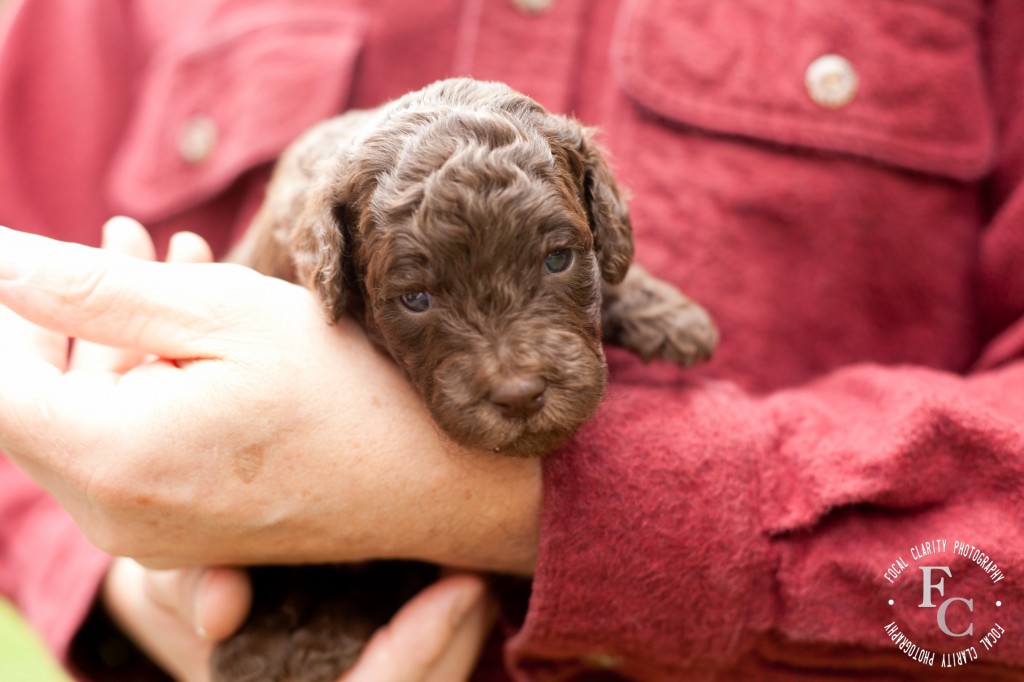 chocolate curly labradoodle