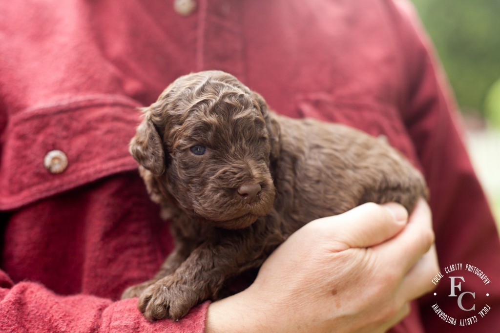 Chocolate curly labradoodle