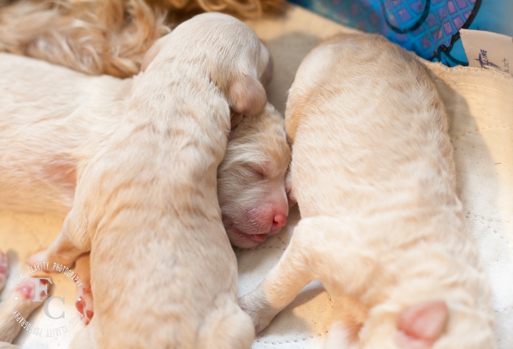 cream, apricot, curly labradoodle