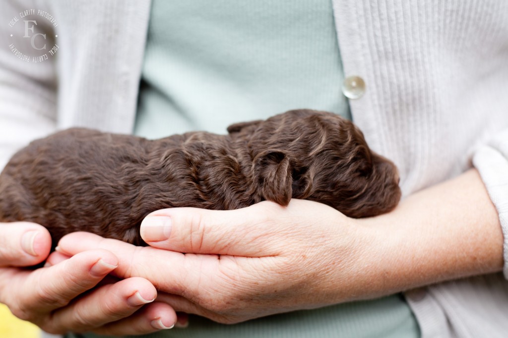 chocolate, curly, labradoodle puppy