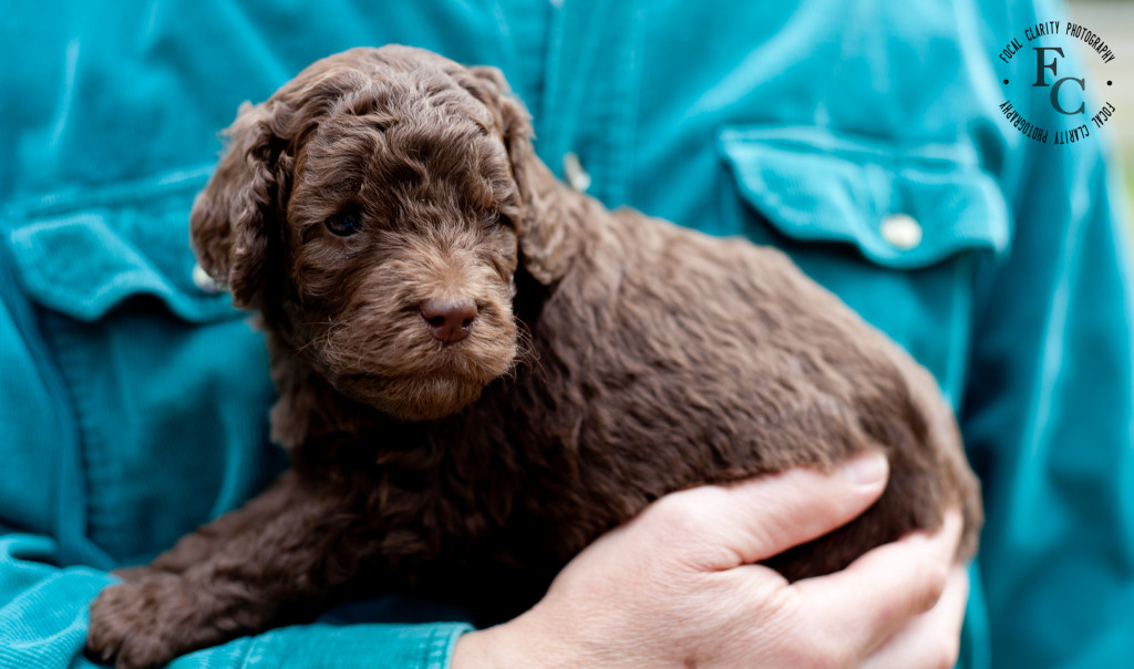 Chocolate Labradoodle Puppies!