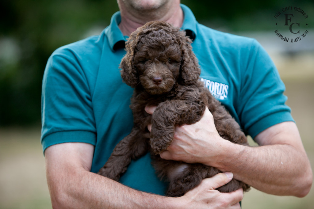 chocolate, curly, labradoodle puppy