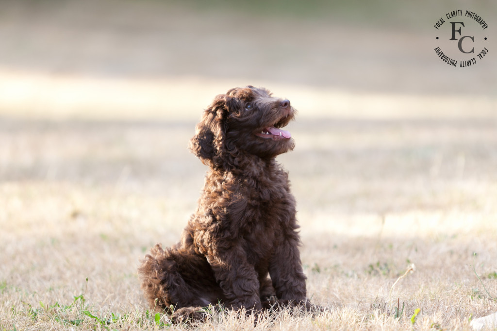 chocolate, curly, labradoodle, host home, guardian home
