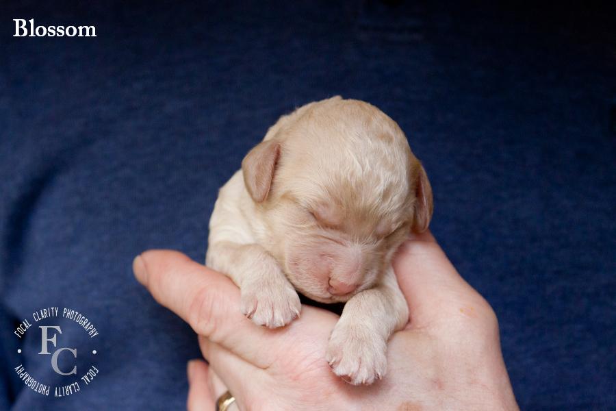 Stella Puppies 3 Days Old