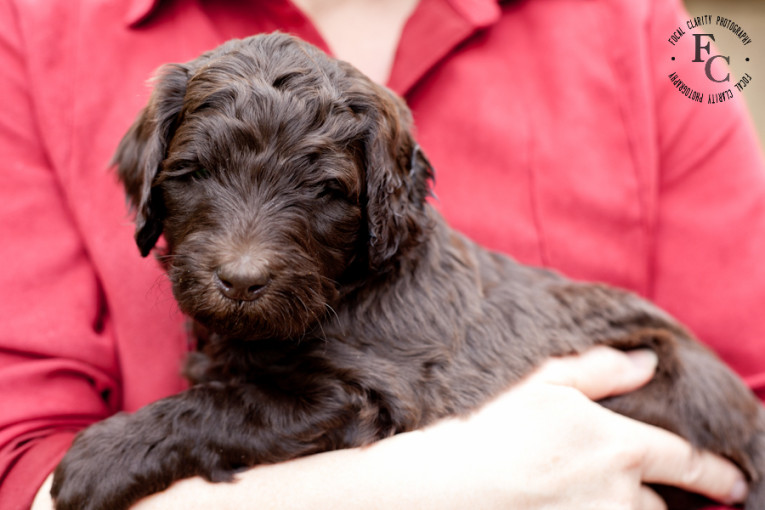 Chocolate Curly Labradoodle
