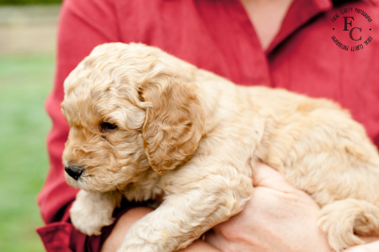Curly Apricot Labradoodle Puppy