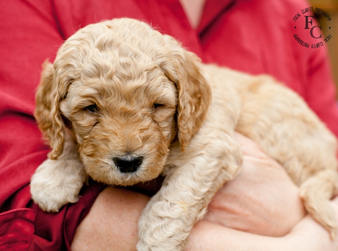 Curly Apricot Labradoodle Puppy