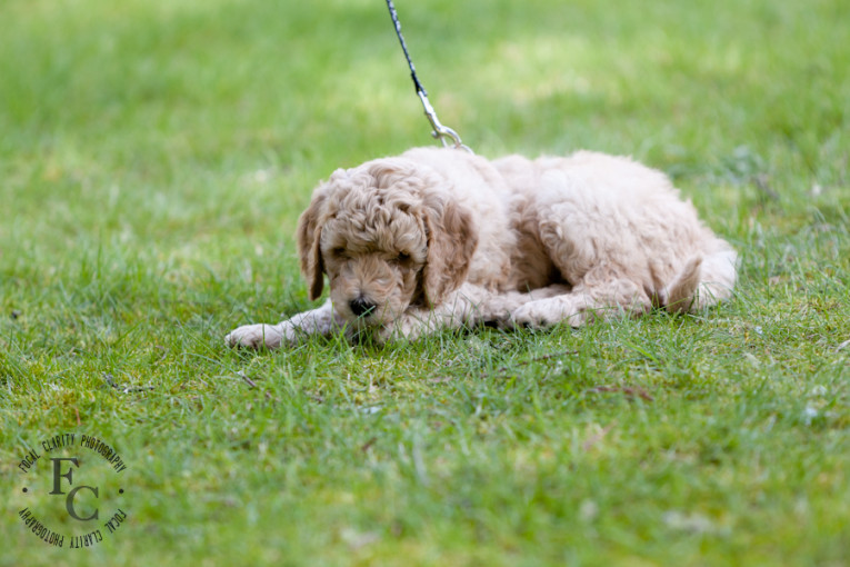 apricot fleecy curly labradoodle