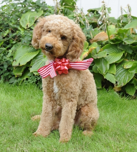 Rufus_with_Red_Bow_#2