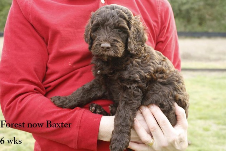 Forest now Baxter 6 wks