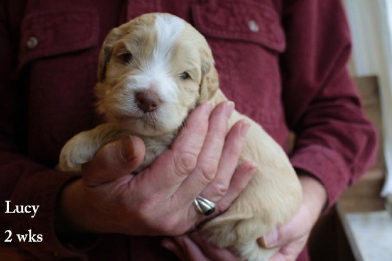 Lucy 2 wks